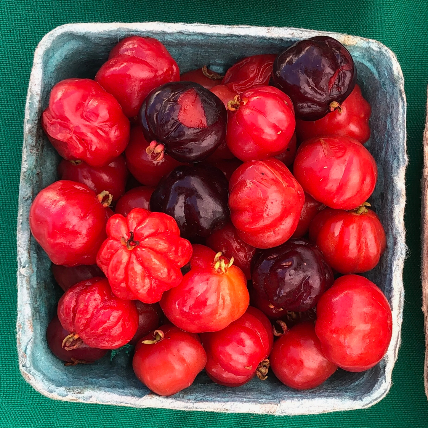 🔥One of the Most Popular Backyard Fruits-🌱California Popular Surinamese Cherry Pitanga Tree Seeds