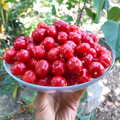 🔥One of the Most Popular Backyard Fruits-🌱California Popular Surinamese Cherry Pitanga Tree Seeds