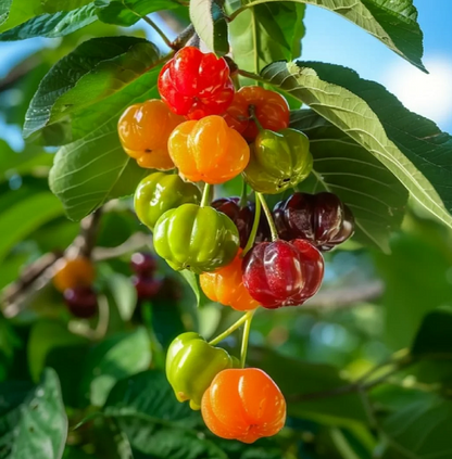 🔥One of the Most Popular Backyard Fruits-🌱California Popular Surinamese Cherry Pitanga Tree Seeds
