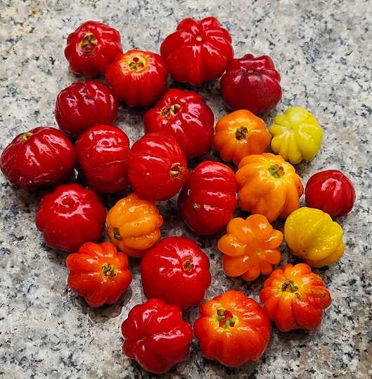 🔥One of the Most Popular Backyard Fruits-🌱California Popular Surinamese Cherry Pitanga Tree Seeds