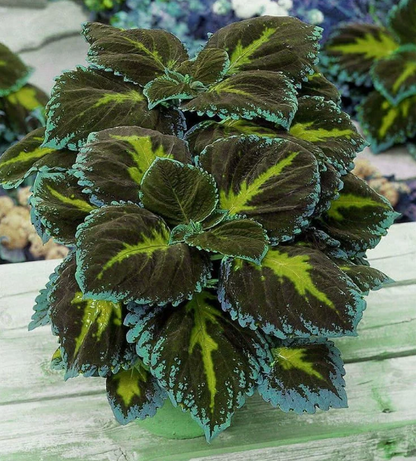 🌈 STOP Scrolling… Your Garden Is About to Get ADDICTIVELY Colorful 😍
