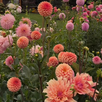 🌸Dahlia Seeds – Grow Bold, Full Blooms That Transform Your Garden