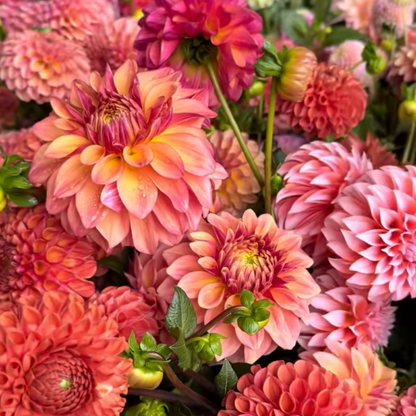 🌸Dahlia Seeds – Grow Bold, Full Blooms That Transform Your Garden