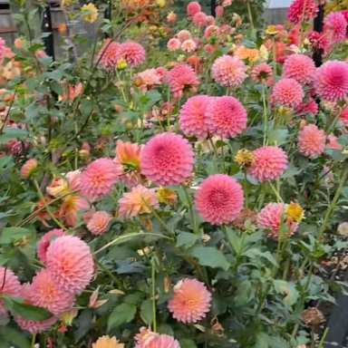 🌸Dahlia Seeds – Grow Bold, Full Blooms That Transform Your Garden