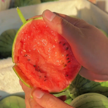 🍉😋Ruby Watermelon Seeds-Grow Your Own Sweety