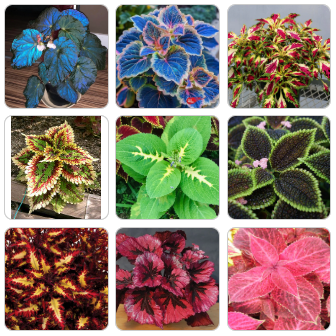 🍃 Rare Coleus seeds🌸, ideal for perennial shade garden ornamental foliage