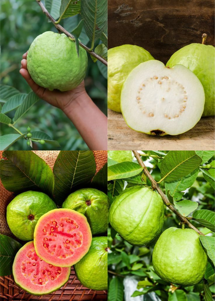 Limited-time 30% off🔥Homegrown Pink Guava 🌱 Live Tree Seedlings for Your Garden