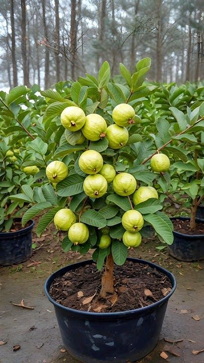 Limited-time 30% off🔥Homegrown Pink Guava 🌱 Live Tree Seedlings for Your Garden