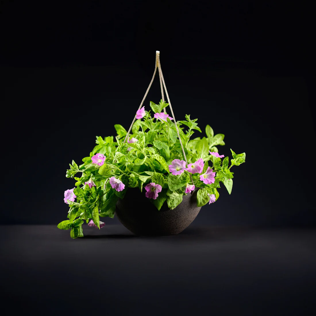 🪴Firefly Petunia Seeds – Glow-in-the-Dark Flowers Inspired by Nature & Science