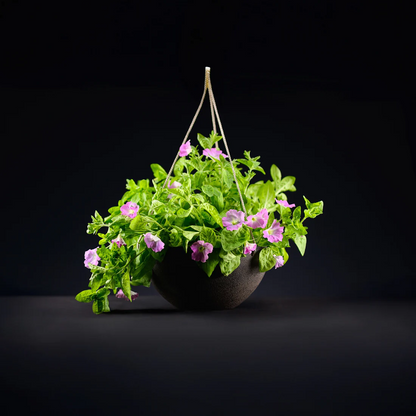 🪴Firefly Petunia Seeds – Glow-in-the-Dark Flowers Inspired by Nature & Science