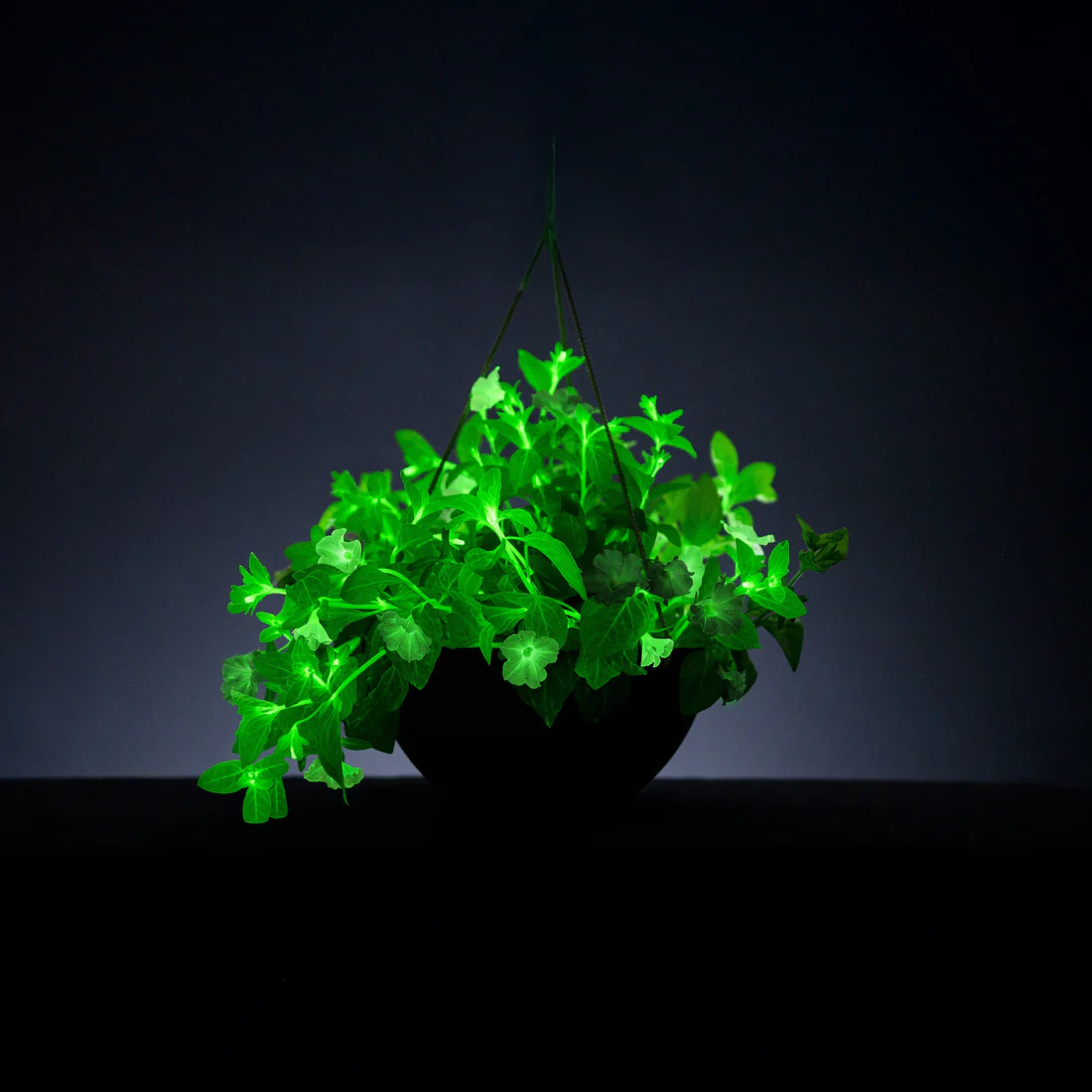 🪴Firefly Petunia Seeds – Glow-in-the-Dark Flowers Inspired by Nature & Science