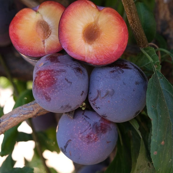 ? Premium plum tree seedlings?: Grow juicy and bountiful plums at home.
