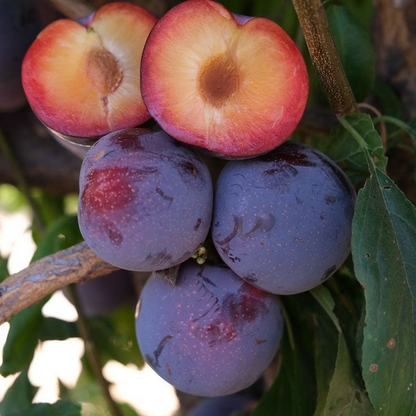 ? Premium plum tree seedlings?: Grow juicy and bountiful plums at home.
