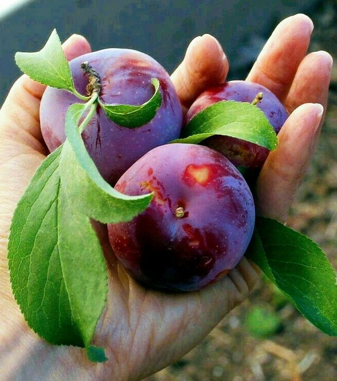 ? Premium plum tree seedlings?: Grow juicy and bountiful plums at home.
