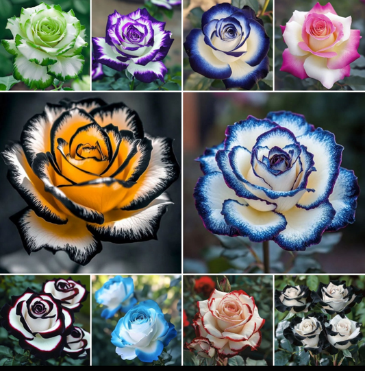 🌈🌹Rare Blue Moon Rose 🌸Elegant Blooms That Transform Your Garden