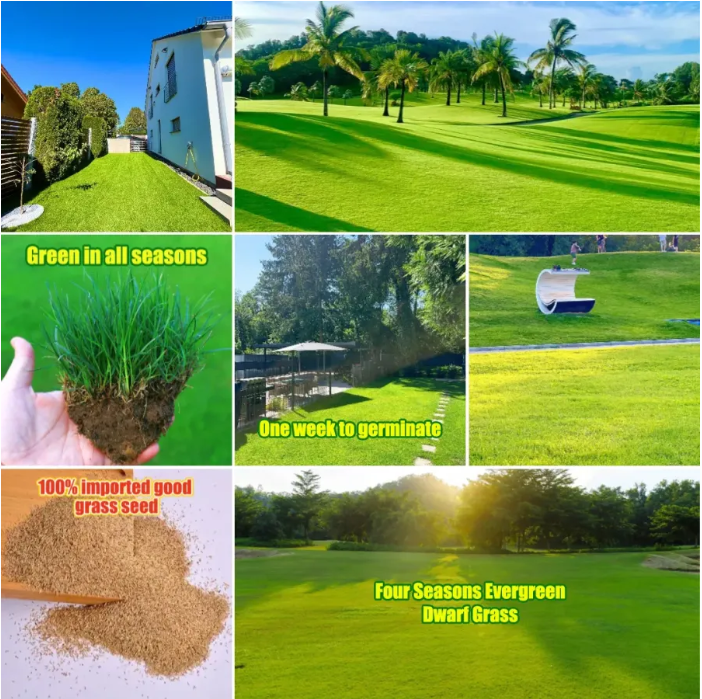 🌱 2026 New Formula Grass Seed 🎄Stay Green in Every Season
