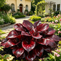 Burgundy Noir
