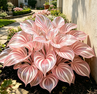 Jade Pink