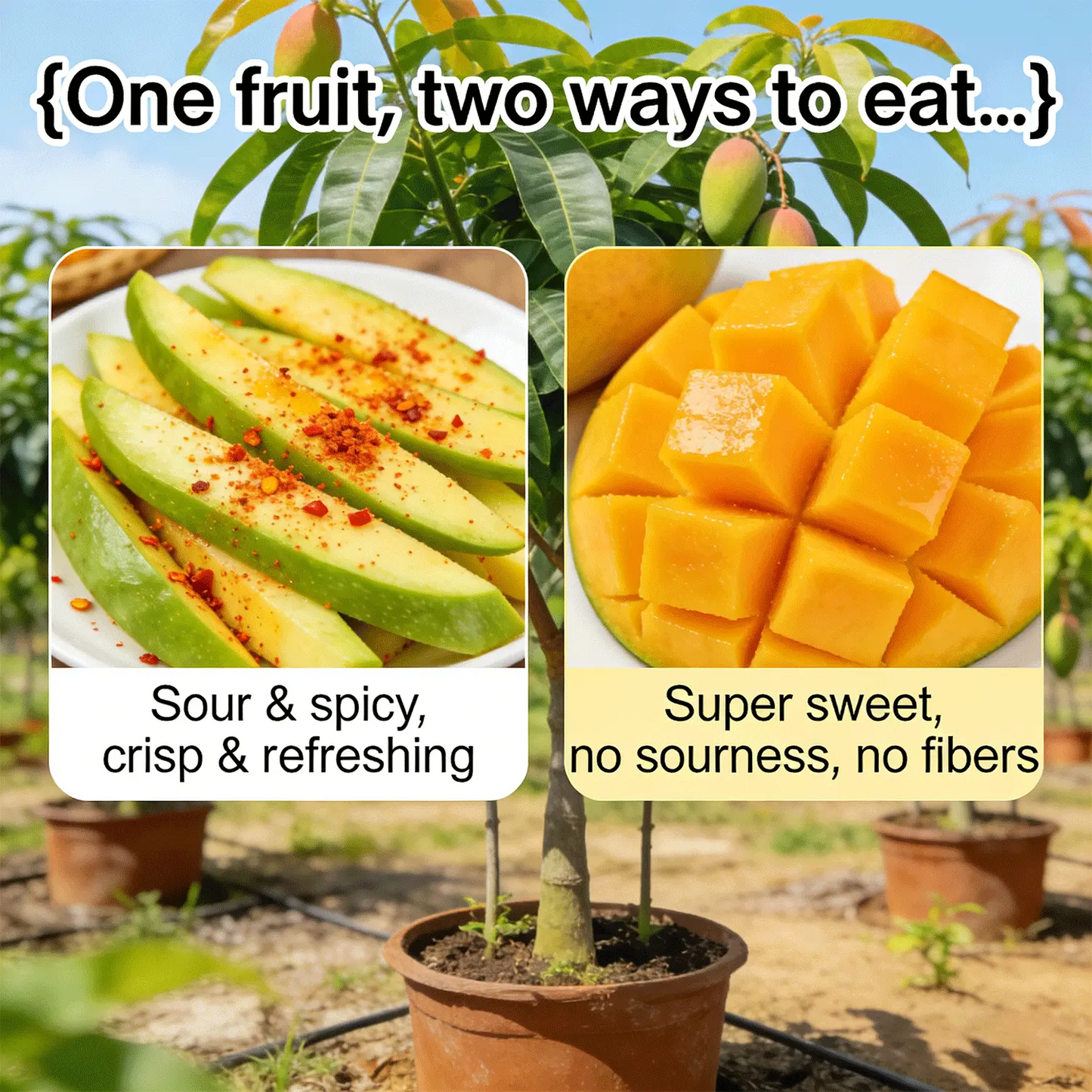Super sweet 🥭 organic giant mango seeds