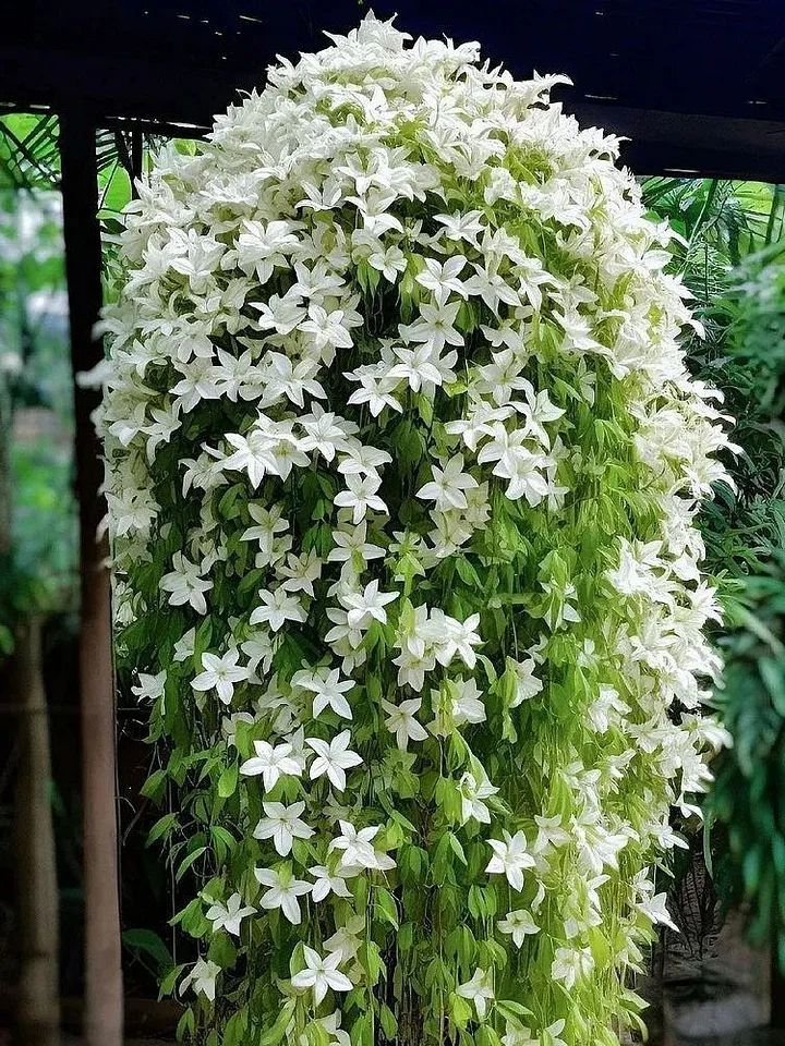 🌸Weeping Jasmine Seeds – Elegant Cascading Blooms for a Soft, Romantic Garden🌿❄️