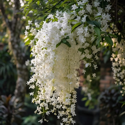 🌸Weeping Jasmine Seeds – Elegant Cascading Blooms for a Soft, Romantic Garden🌿❄️