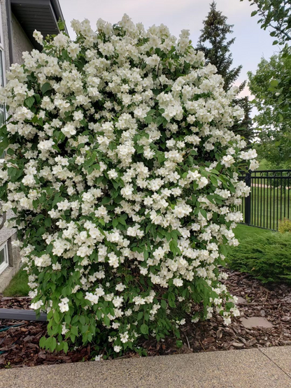 🌸Weeping Jasmine Seeds – Elegant Cascading Blooms for a Soft, Romantic Garden🌿❄️