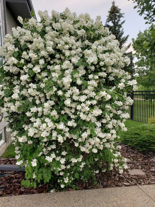 🌸Weeping Jasmine Seeds – Elegant Cascading Blooms for a Soft, Romantic Garden🌿❄️