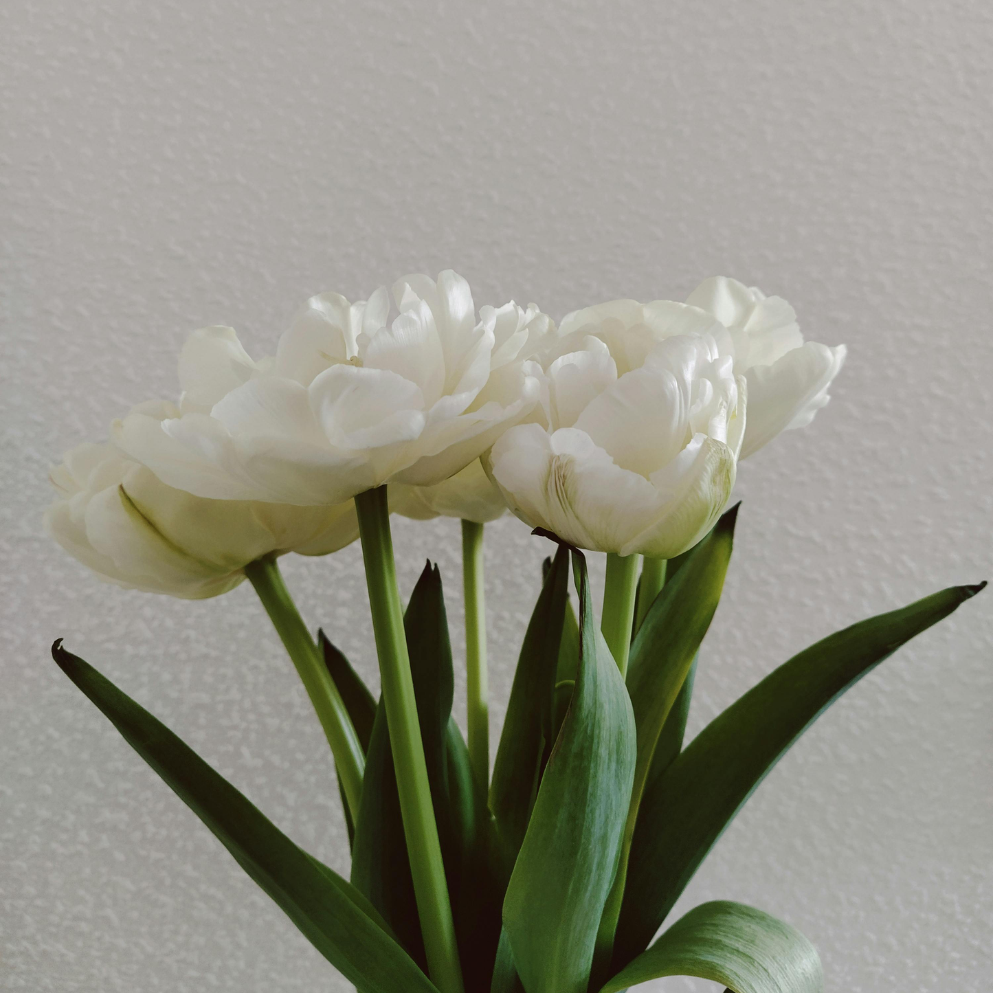 Tulip Seeds – Grow a Stunning Spring Garden Full of Color