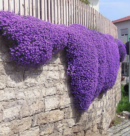 ✨ The Magical Fairy Garden of Your Dreams✨Creeping Thyme Seeds