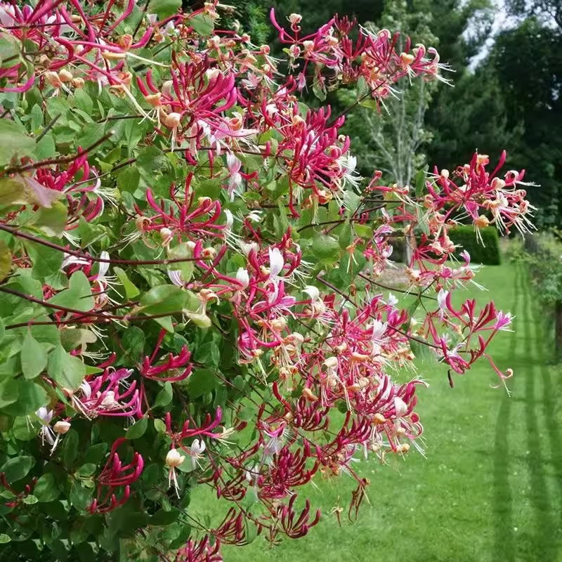 🐝Mixed Color Honeysuckle Seeds | Perennial Climbing Flower, Easy to Grow, Fragrant