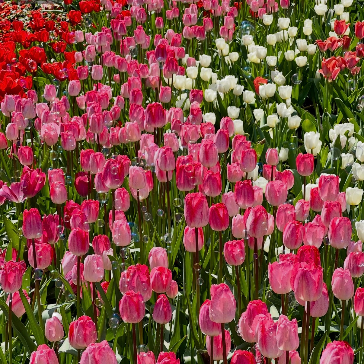 🌷‎⋆. ݁Create a Garden Full of Elegant Tulips