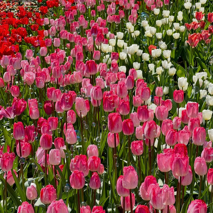 🌷‎⋆. ݁Create a Garden Full of Elegant Tulips