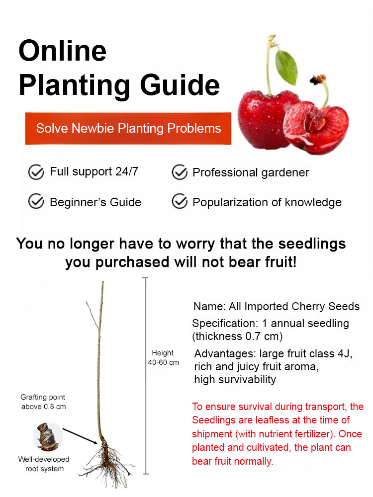 ✨Top Grade & Productive – Chilean Cherry Seeds Direct from Origin🌱98% survival rate. Suitable for beginners.🍒