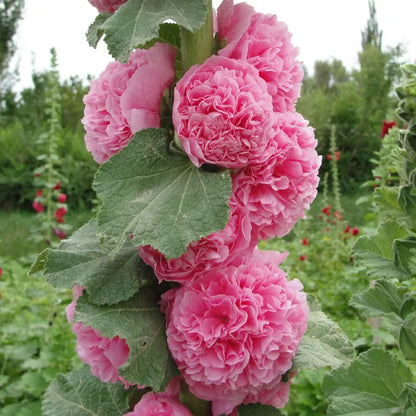 🌸 Grow a Garden That Gets Better Every Year