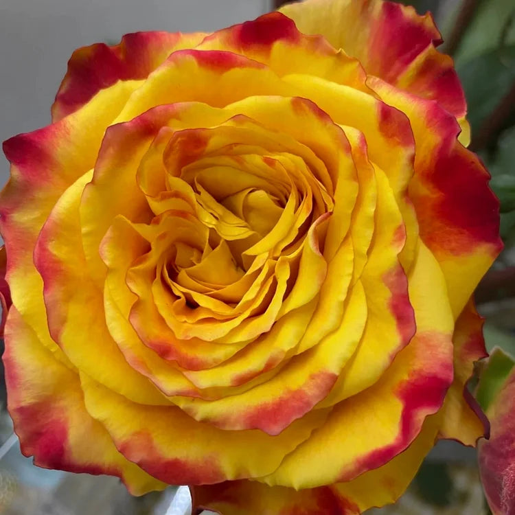 🤗🌹Rare Twin Red White Rose Seeds  – Stunning Garden Blooms, Easy to Grow🌱👩🏻‍🌾