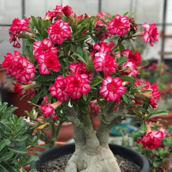 🌸Adenium Desert Rose -No green thumb needed! 🌵 Rare Adenium Obesum Bulbs🌹
