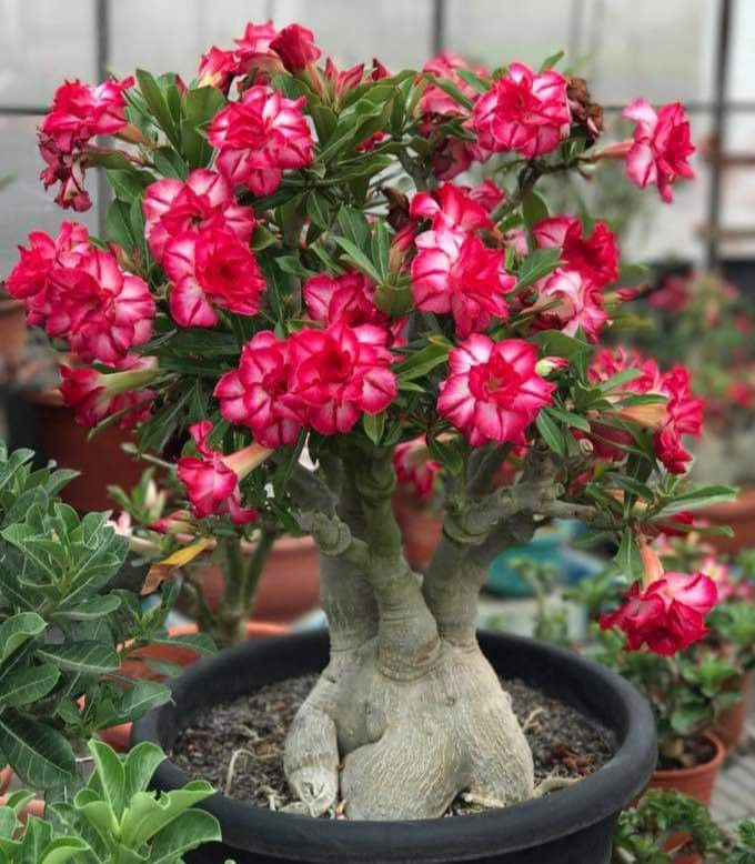 🔥Desert roses up to 50% off – Now at a Discount!🎁 😍Loves to bloom, long flowering period 🌵 Desert Rose