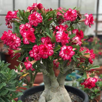 🌸Adenium Desert Rose -No green thumb needed! 🌵 Rare Adenium Obesum Bulbs🌹