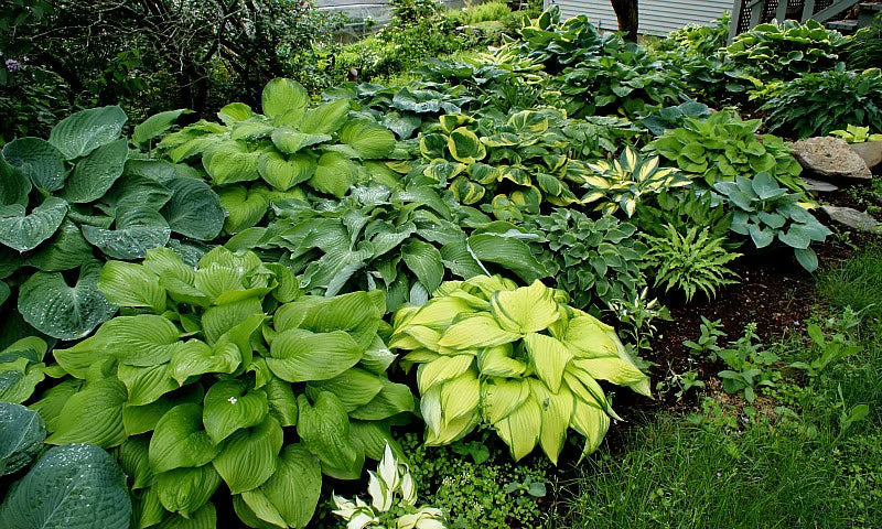 Nothing Grows in Shade? Watch This… 🌿 Turn Dead Corners Into a Lush Garden Paradise