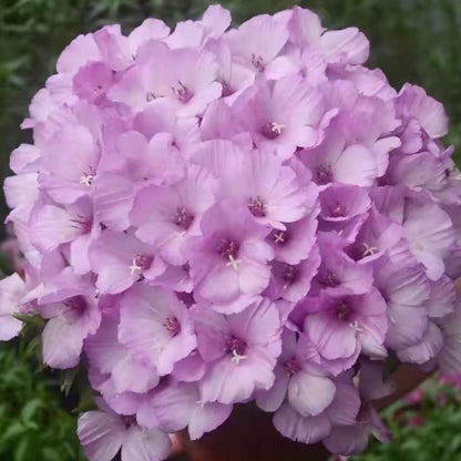 Godetia flower seeds 🌼 Clarkia amoena (Farewell-to-Spring)