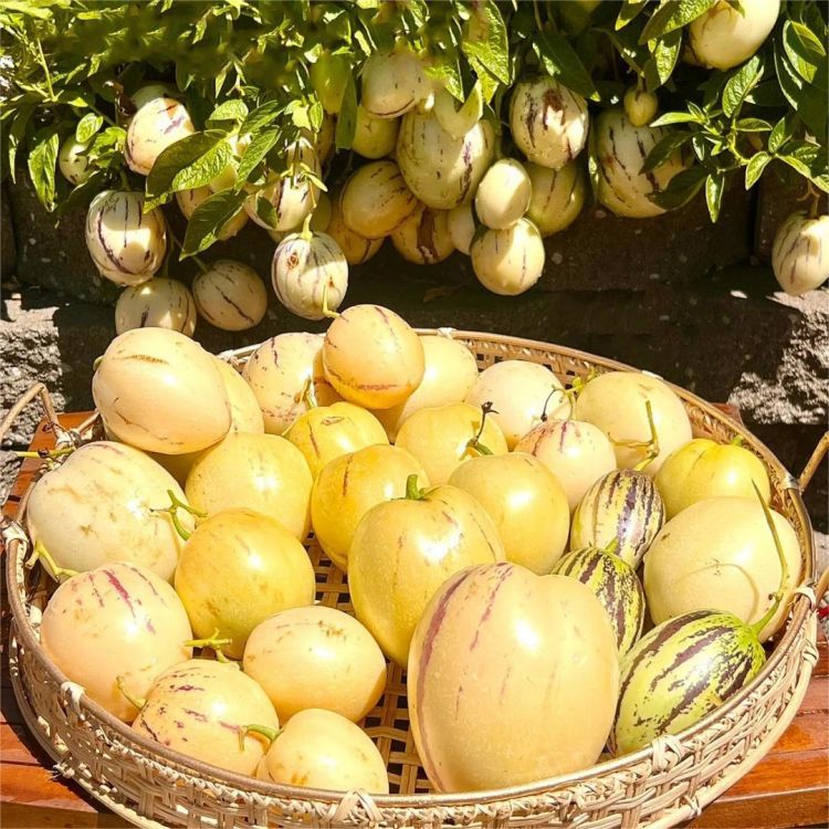 🍐🍐Pepino Melon Seeds