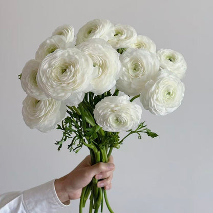 🌸 Grow Bouquet-Quality Flowers at Home with Ranunculus Bulbs 💐