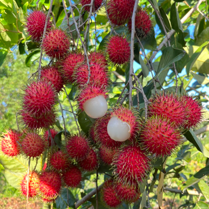 Rambutan Seeds 🌱 Plant Once, Harvest Sweet Tropical Fruit All Season 😋
