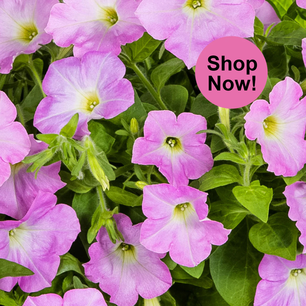 🪴Firefly Petunia Seeds – Glow-in-the-Dark Flowers Inspired by Nature & Science