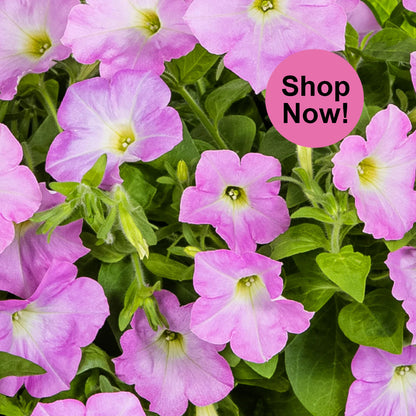 🪴Firefly Petunia Seeds – Glow-in-the-Dark Flowers Inspired by Nature & Science