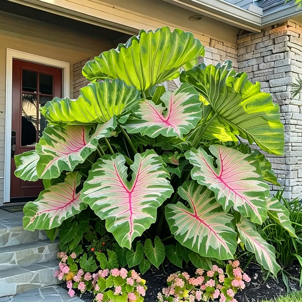 🌿Caladium Giganteum Bulbs 🌟The tropical star of your garden