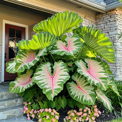 🌿Caladium Giganteum Bulbs 🌟The tropical star of your garden