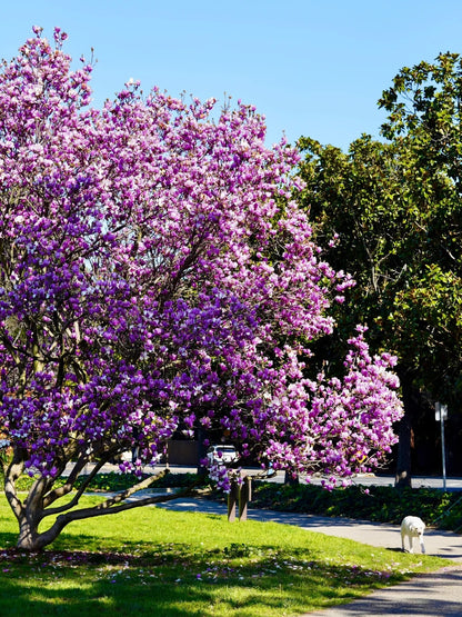 🌳 Legendary Mulan Tree · Illuminate Your Abundant Life 🌳