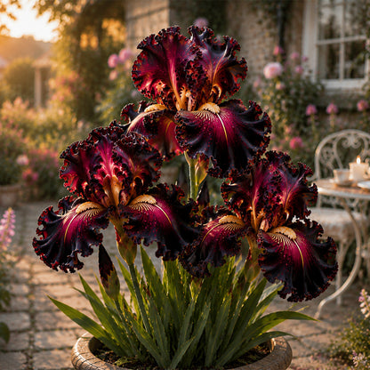 🏠🌸 Premium Bearded Iris Collection 🌿 Stunning Blooms, Easy to Grow