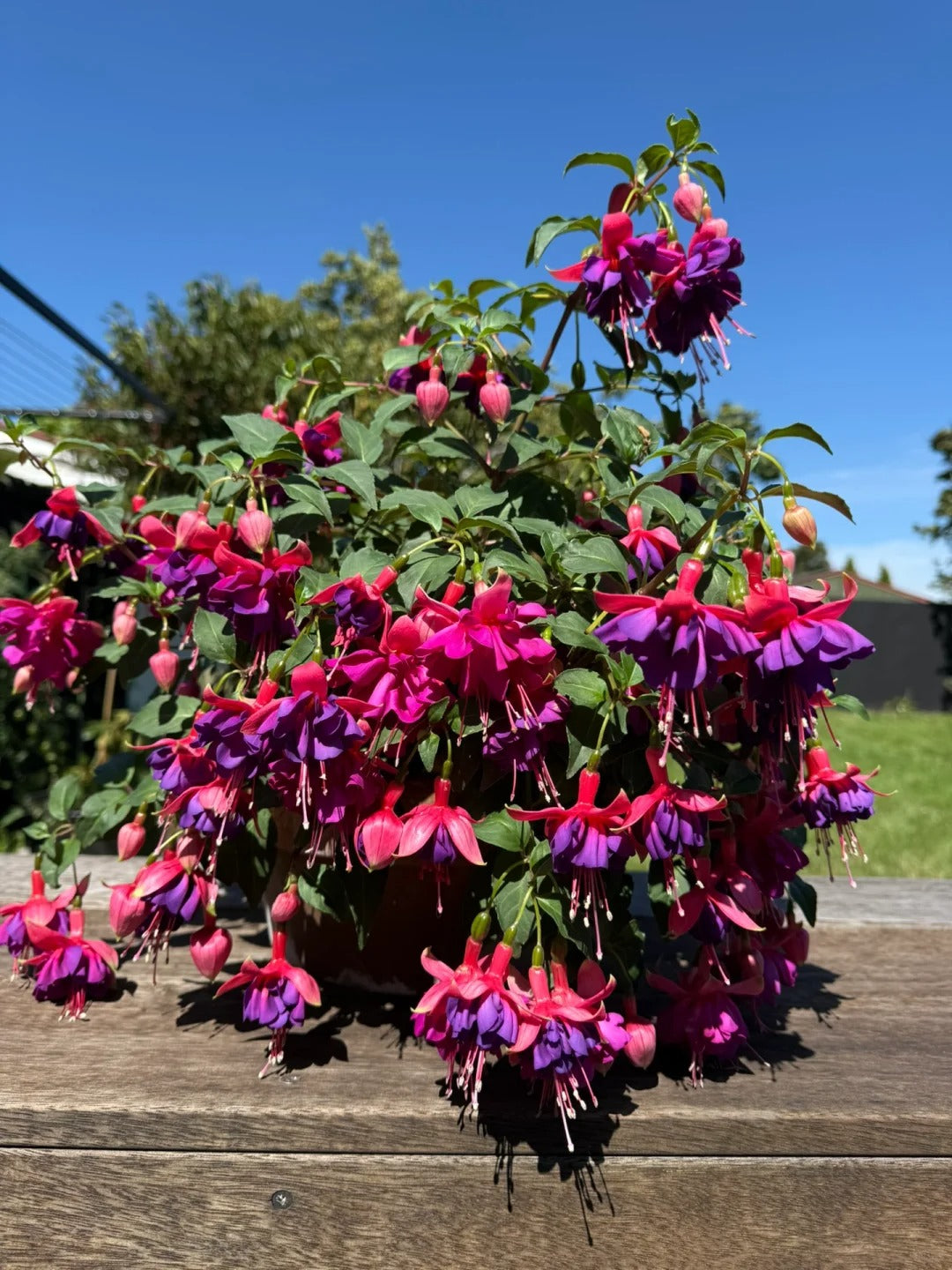 🌙 Fuchsia bulbs – Let your garden gently illuminate